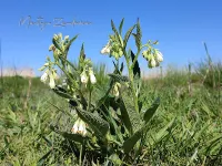 Ruwbladigenfamilie [Boraginaceae]